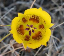 Calochortus clavatus var. clavatus