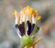 Harmonia stebbinsii