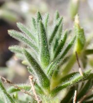 Minuartia rosei