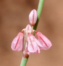 Eriogonum vimineum