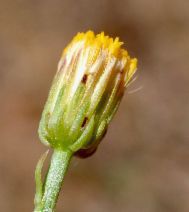 Erigeron inornatus var. inornatus