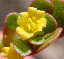 Portulaca oleracea