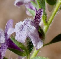 Antirrhinum cornutum