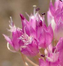 Allium sanbornii var. sanbornii