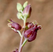 Streptanthus barbatus