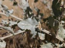Atriplex rosea