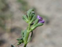Calibrachoa parviflora
