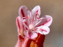 Eriogonum vimineum