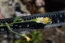 Erigeron inornatus var. inornatus
