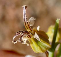 Streptanthus drepanoides