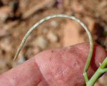 Streptanthus drepanoides