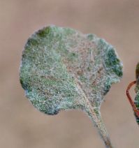 Eriogonum dasyanthemum