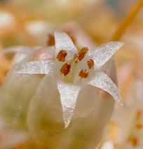Cuscuta occidentalis