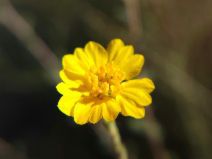 Holocarpha heermannii