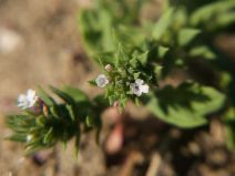 Verbena bracteata