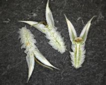 Eryngium spinosepalum