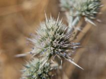 Eryngium spinosepalum