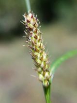 Carex pellita