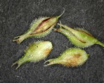 Carex pellita
