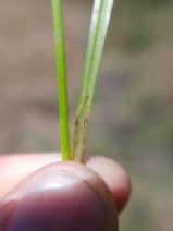Carex pellita