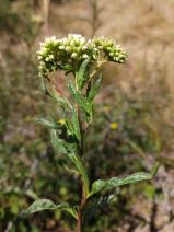 Baccharis glutinosa