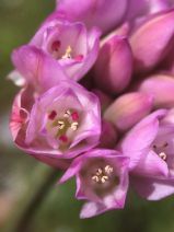 Allium serra