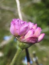 Allium serra