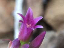 Allium sharsmithiae
