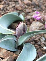 Fritillaria falcata