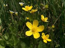 Ranunculus orthorhynchus var. bloomeri