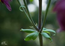 Lilium washingtonianum ssp. purpurascens