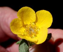 Dasiphora fruticosa