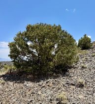 Pinus monophylla