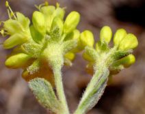 Eriogonum umbellatum var. nevadense
