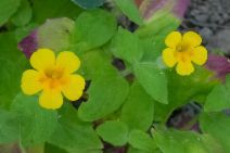Mimulus moschatus