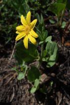 Arnica cordifolia