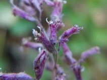 Heuchera hirsutissima