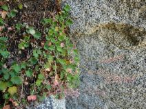 Heuchera hirsutissima