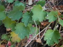 Heuchera hirsutissima