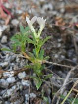 Trifolium monanthum ssp. grantianum