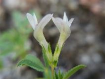 Trifolium monanthum ssp. grantianum