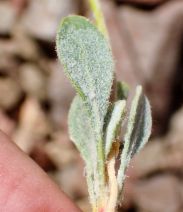 Eriogonum umbellatum var. subaridum