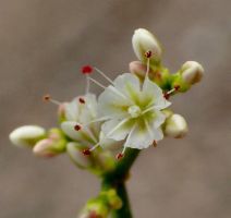 Eriogonum heermannii