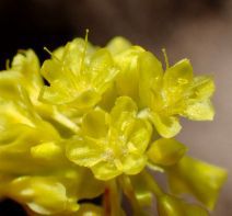 Eriogonum umbellatum var. chlorothamnus