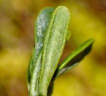 Eriogonum umbellatum var. chlorothamnus