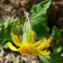 Arnica cernua