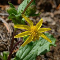 Arnica cernua