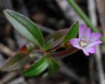 Epilobium minutum