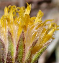 Raillardella argentea - Calflora