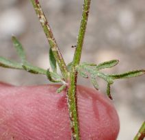 Centaurea diffusa